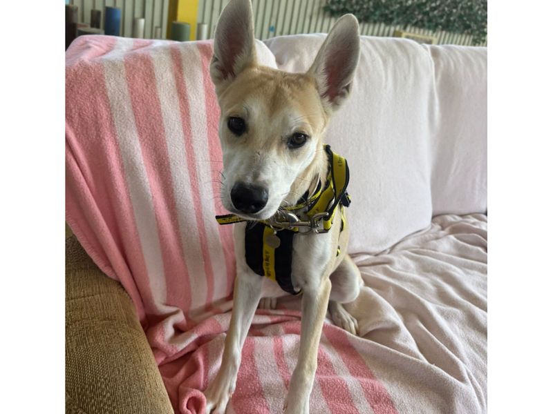 Wolfie for sale in Snetterton, Norfolk