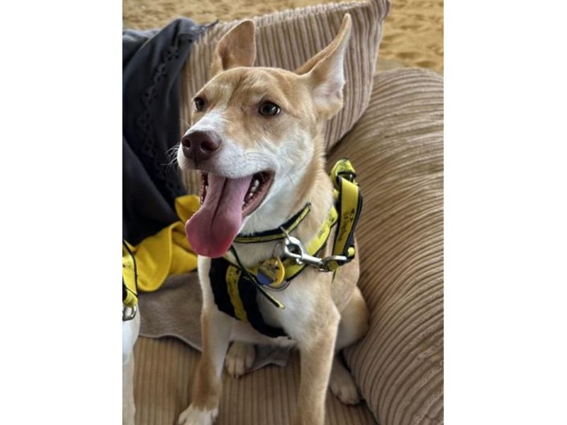 Siberian Husky for adoption in Snetterton, Norfolk – 8 months old