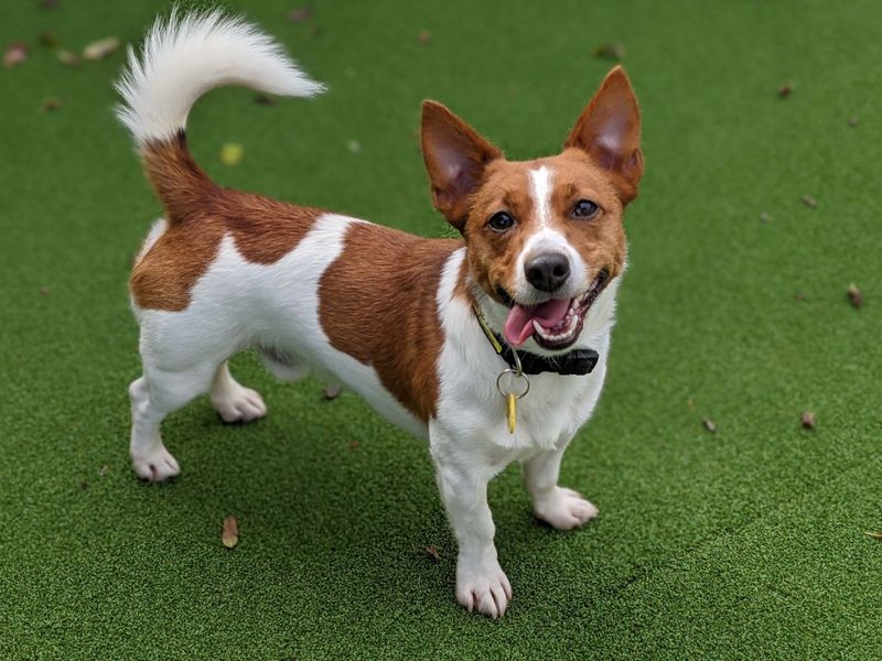 Jack Russell for adoption in Newbury, Berks – 4 years old - Image 2 of 2