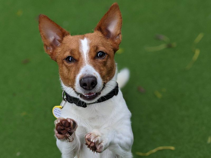 Jack Russell for adoption in Newbury, Berks – 4 years old