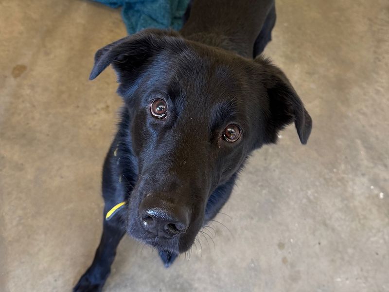 Gizmo | Retriever (Labrador) Cross | Basildon (Essex) - 1