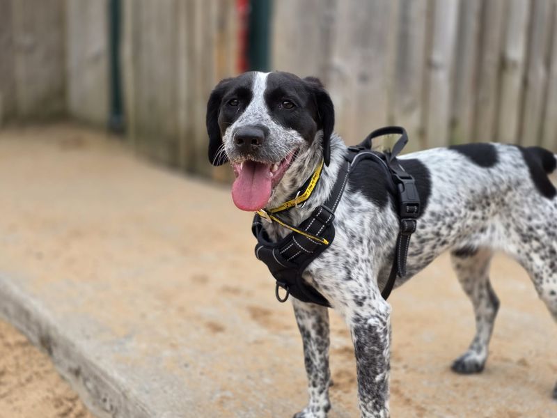 Springer Spaniel for adoption in Cardiff, Glamorgan – 1 year old - Image 3 of 4