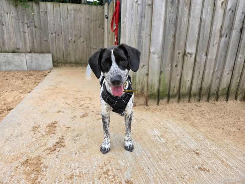 Springer Spaniel for adoption in Cardiff, Glamorgan – 1 year old
