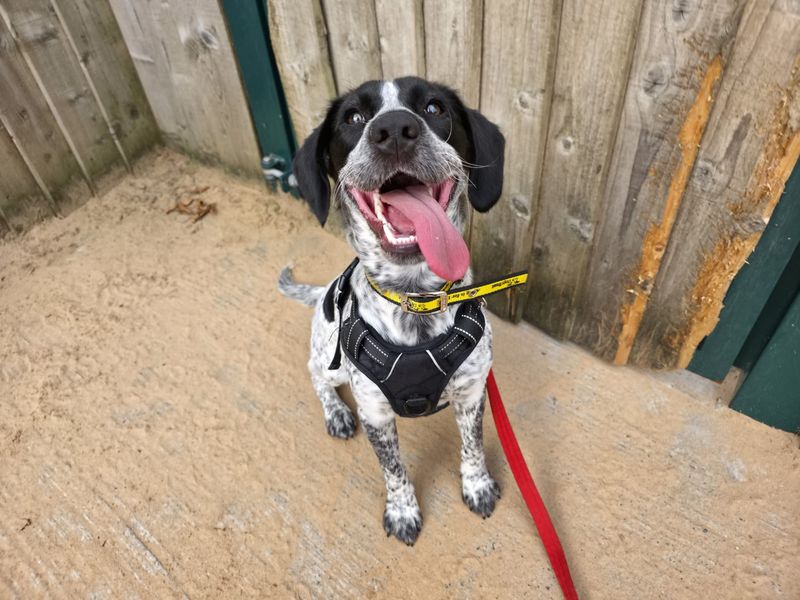 Springer Spaniel for adoption in Cardiff, Glamorgan – 1 year old - Image 4 of 4
