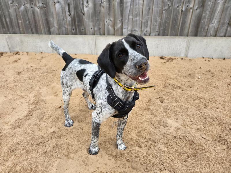 Springer Spaniel for adoption in Cardiff, Glamorgan – 1 year old - Image 2 of 4