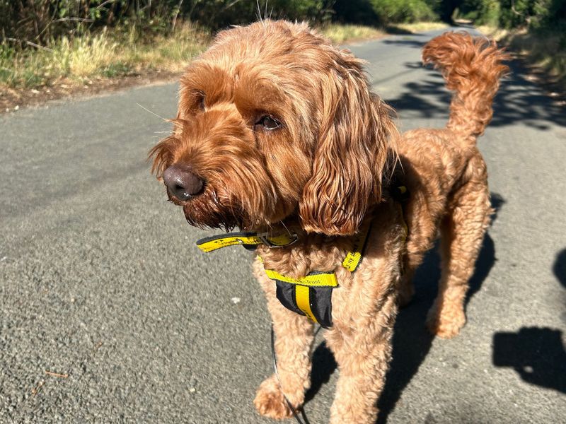 Cocker Spaniel for adoption in Snetterton, Norfolk – 2 years old