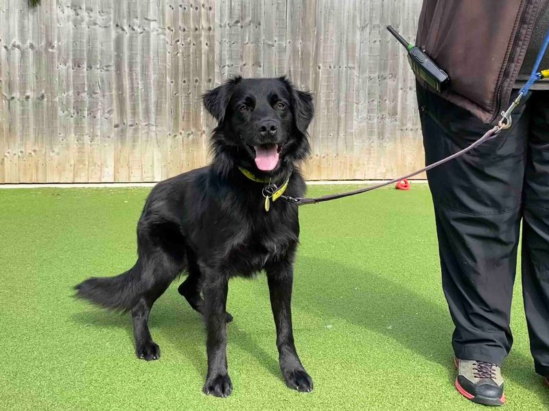 Twix | Retriever (Flat Coated) Cross | Darlington - 1