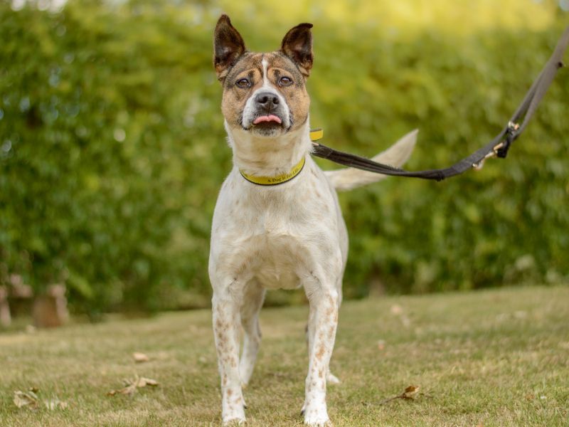 Staffordshire Bull Terrier for adoption in Kenilworth, Warks – 2 years old - Image 2 of 5