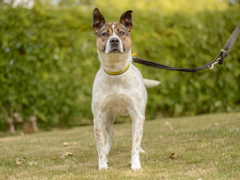 Staffordshire Bull Terrier for adoption in Kenilworth, Warks – 2 years old