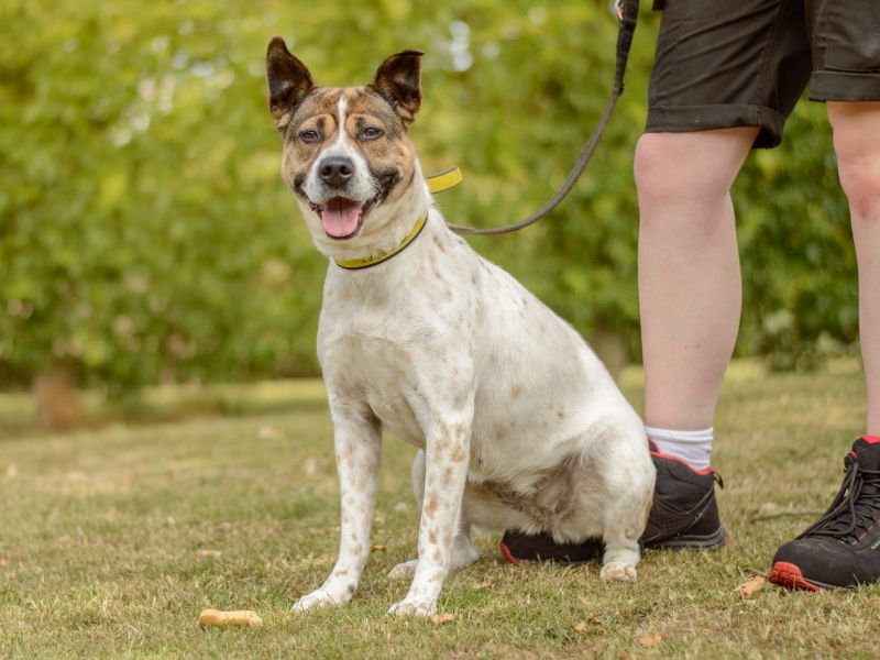 Staffordshire Bull Terrier for adoption in Kenilworth, Warks – 2 years old - Image 4 of 5
