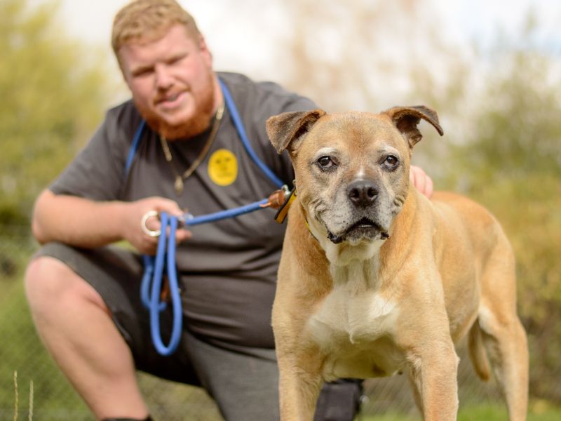 Staffordshire Bull Terrier for adoption in Kenilworth, Warks – 13 years old - Image 4 of 6
