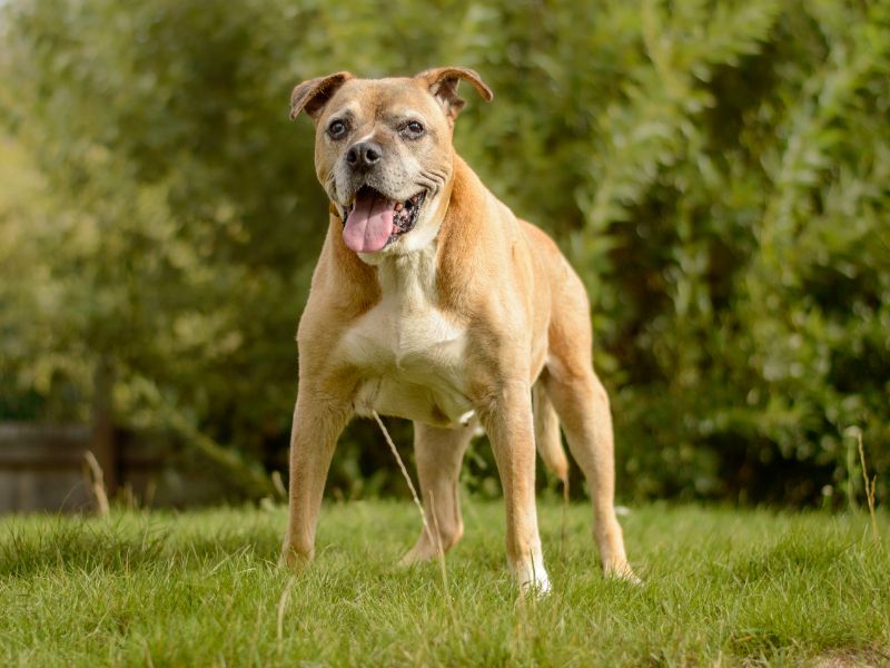 Staffordshire Bull Terrier for adoption in Kenilworth, Warks – 13 years old - Image 2 of 6