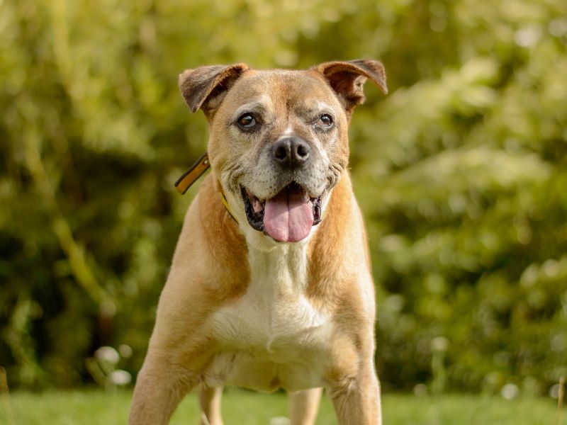 Staffordshire Bull Terrier for adoption in Kenilworth, Warks – 13 years old - Image 5 of 6
