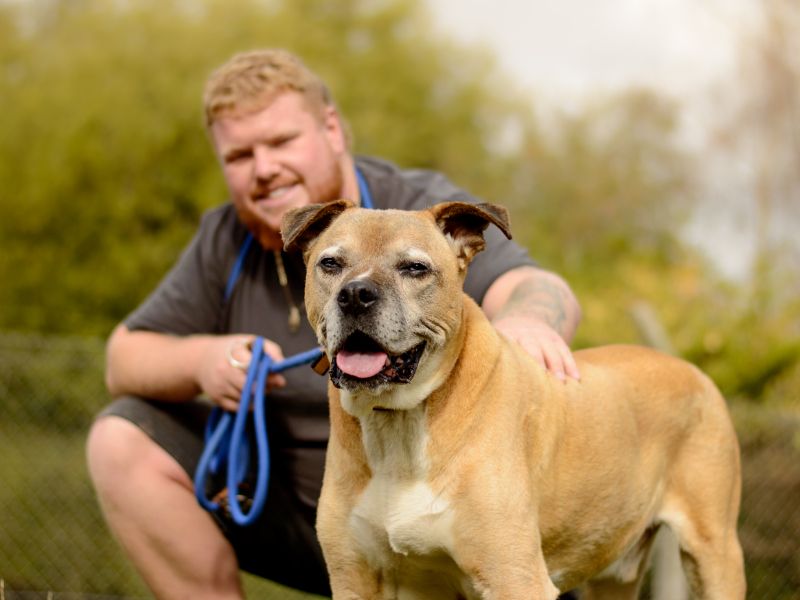 Staffordshire Bull Terrier for adoption in Kenilworth, Warks – 13 years old - Image 3 of 6