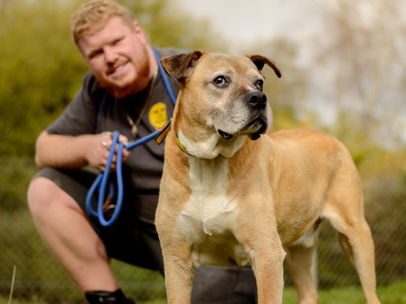 Boxer for adoption in Kenilworth, Warks – 13 years old