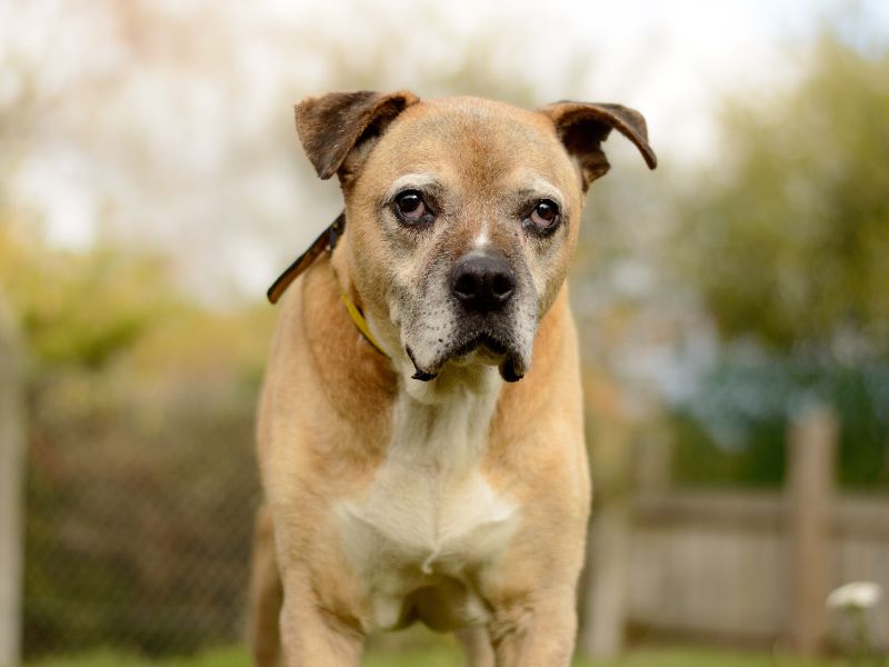 Staffordshire Bull Terrier for adoption in Kenilworth, Warks – 13 years old - Image 6 of 6