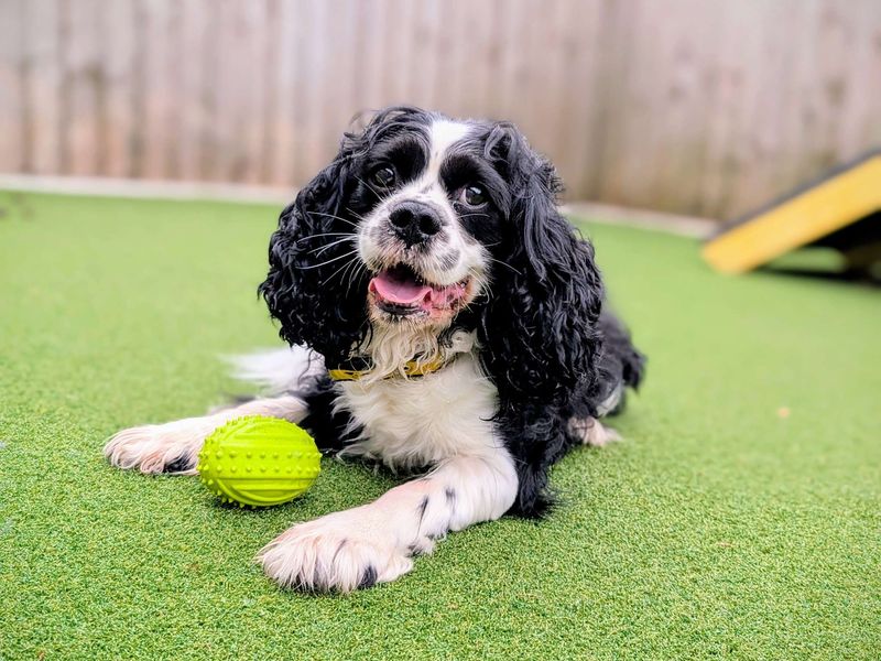 Cavalier King Charles Spaniel for adoption in Cardiff, Glamorgan – 4 years old - Image 7 of 8