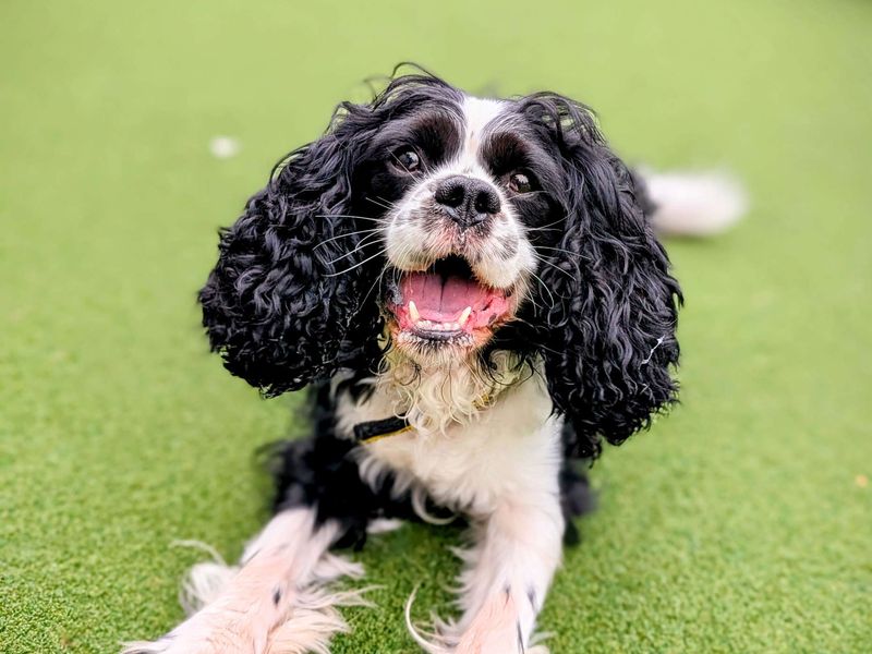 Cavalier King Charles Spaniel for adoption in Cardiff, Glamorgan – 4 years old