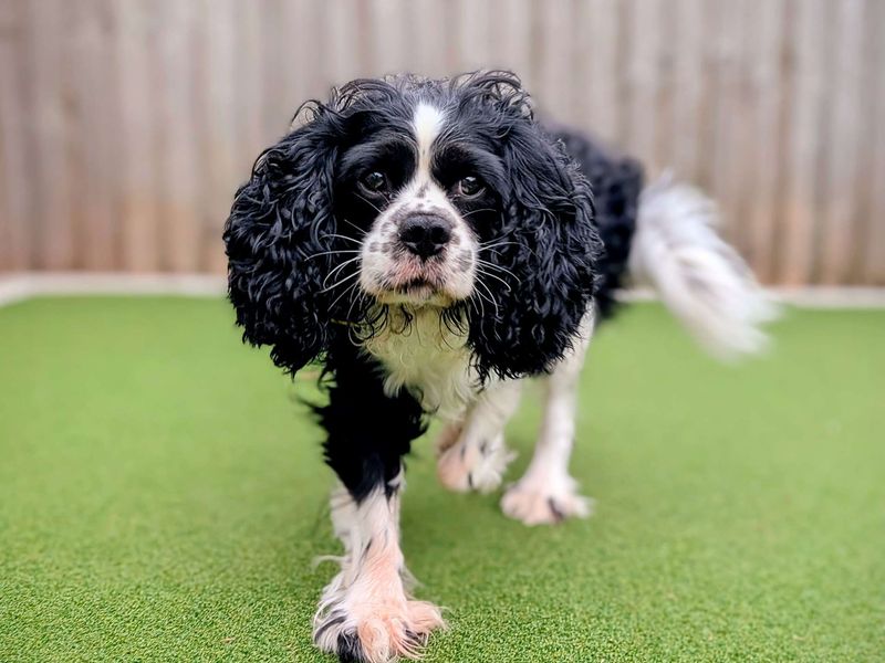 Cavalier King Charles Spaniel for adoption in Cardiff, Glamorgan – 4 years old - Image 2 of 8