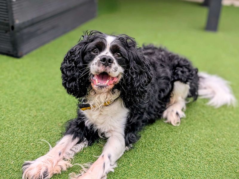 Cavalier King Charles Spaniel for adoption in Cardiff, Glamorgan – 4 years old - Image 8 of 8