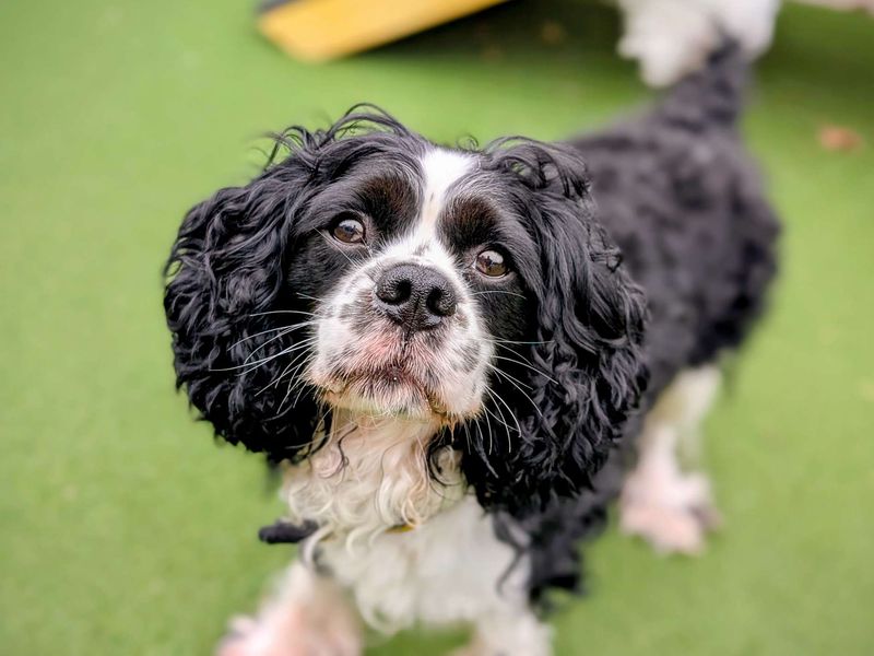 Cavalier King Charles Spaniel for adoption in Cardiff, Glamorgan – 4 years old - Image 6 of 8