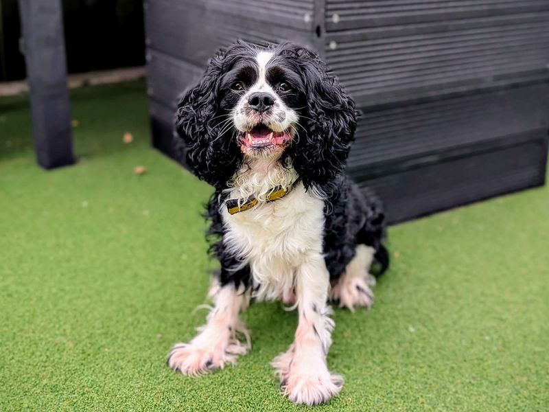 Cavalier King Charles Spaniel for adoption in Cardiff, Glamorgan – 4 years old - Image 5 of 8