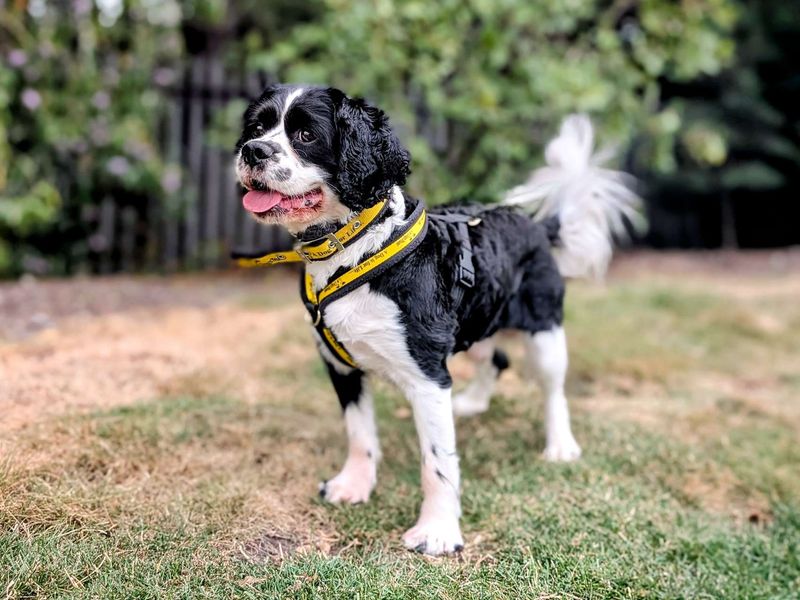 Milo | Spaniel (Cavalier King Charles) | Cardiff - 1