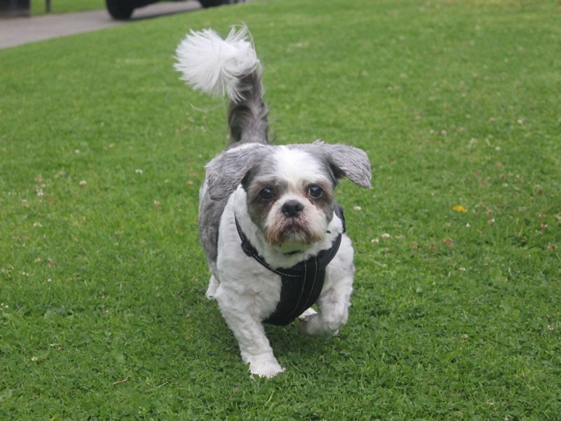 Shih Tzu for adoption in Liverpool, Merseyside – 12 years old