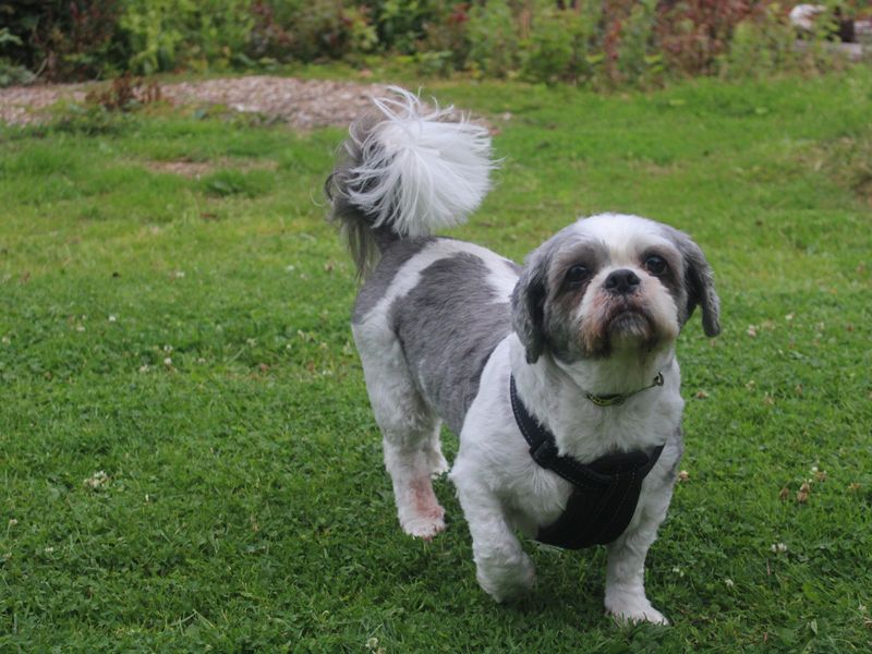 Shih Tzu for adoption in Liverpool, Merseyside – 12 years old - Image 2 of 3