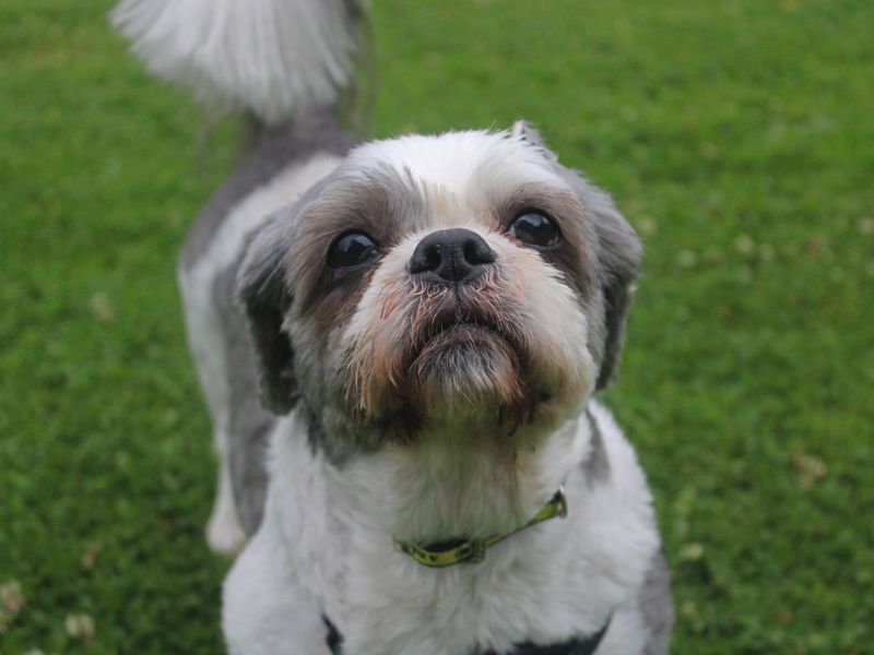 Shih Tzu for adoption in Liverpool, Merseyside – 12 years old - Image 3 of 3