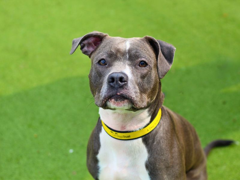 Staffordshire Bull Terrier for adoption in Manchester, Greater Manchester – 1 year old - Image 2 of 4