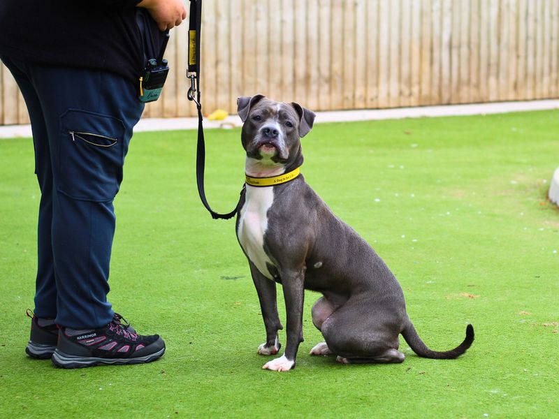 Staffordshire Bull Terrier for adoption in Manchester, Greater Manchester – 1 year old