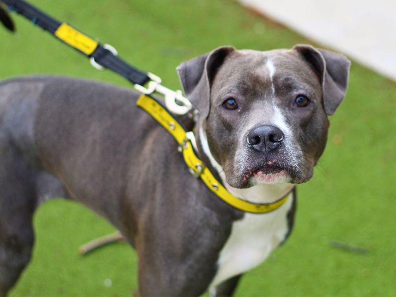 Staffordshire Bull Terrier for adoption in Manchester, Greater Manchester – 1 year old - Image 3 of 4