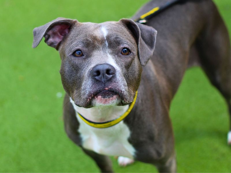 Staffordshire Bull Terrier for adoption in Manchester, Greater Manchester – 1 year old - Image 4 of 4