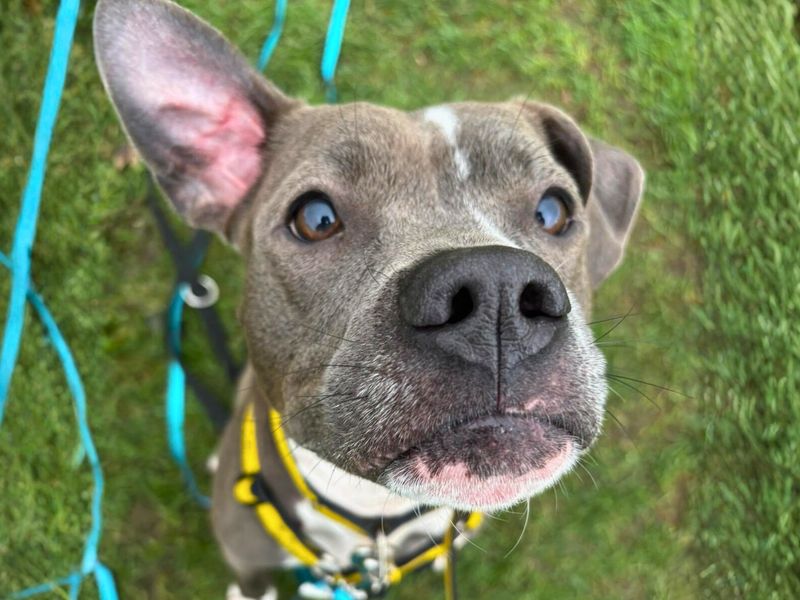 Pie, a 4 years old female Terrier available for adoption from Dogs Trust in Manchester, Greater Manchester