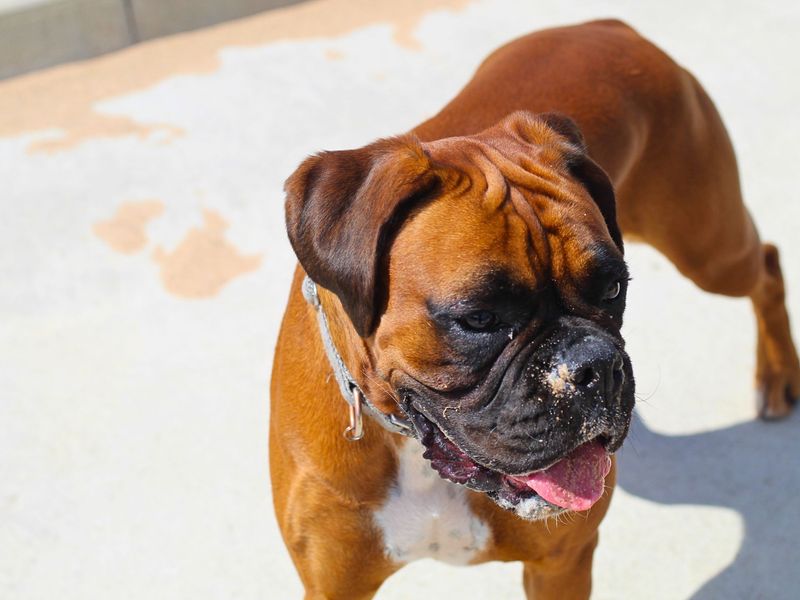 Boxer for adoption in Manchester, Greater Manchester – 2 years old - Image 3 of 4