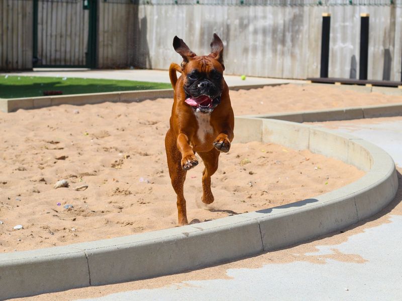 Boxer for adoption in Manchester, Greater Manchester – 2 years old