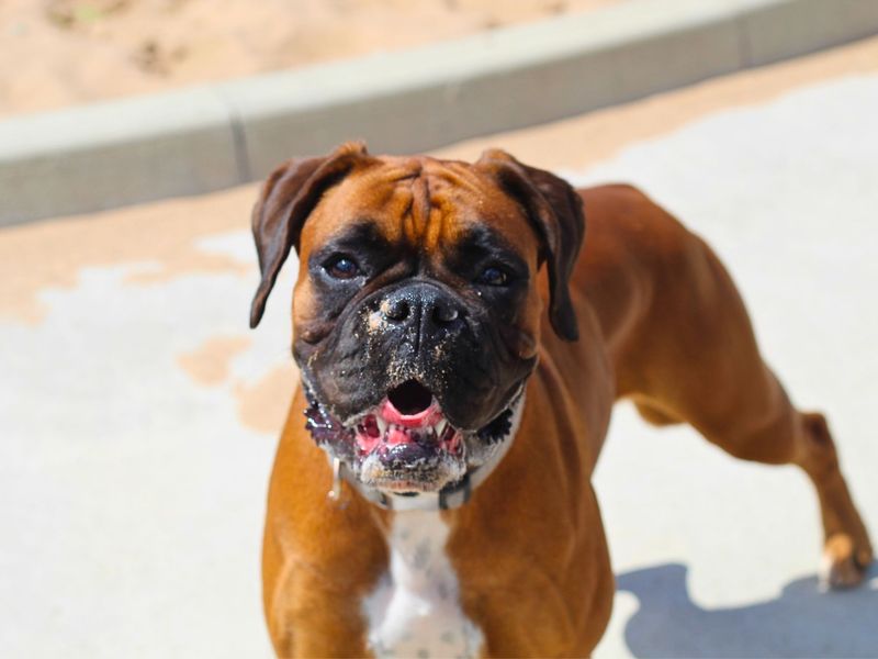Boxer for adoption in Manchester, Greater Manchester – 2 years old - Image 2 of 4