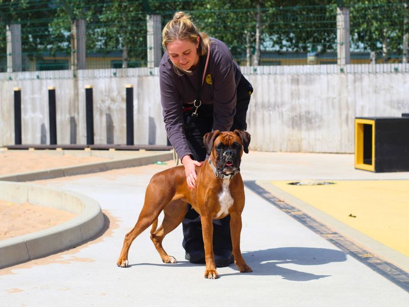 Boxer for adoption in Manchester, Greater Manchester – 2 years old - Image 4 of 4