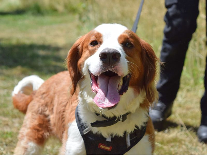 Springer Spaniel for adoption in Uxbridge, London – 5 years old