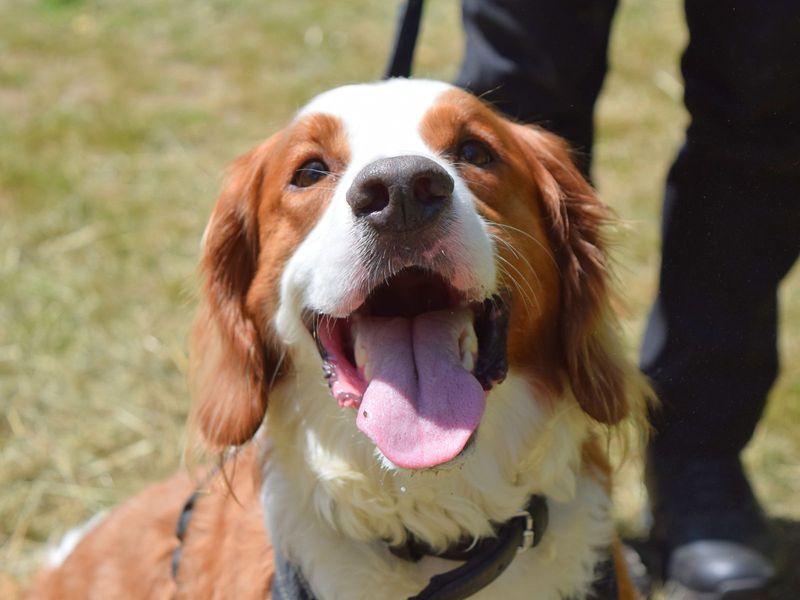 Springer Spaniel for adoption in Uxbridge, London – 5 years old - Image 2 of 2