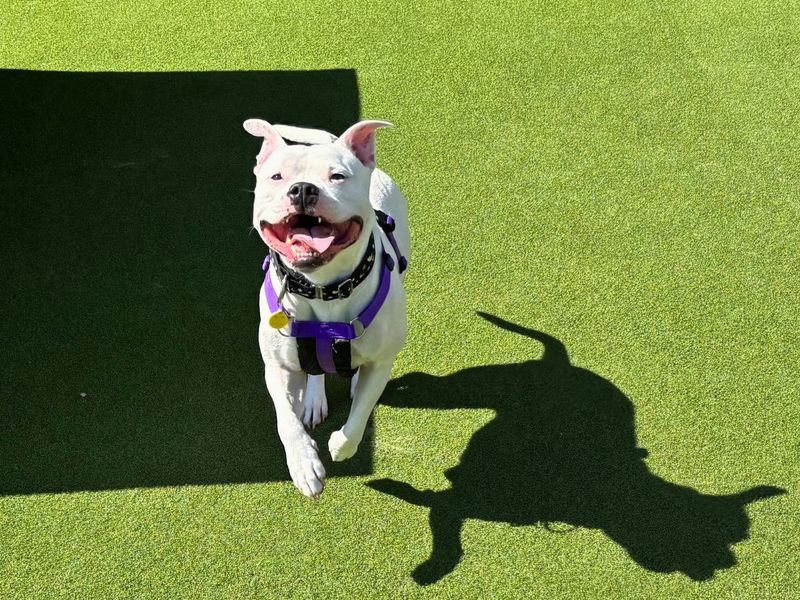 Staffordshire Bull Terrier for adoption in Newton Tony, Wiltshire – 3 years old - Image 2 of 3