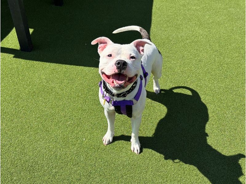 Staffordshire Bull Terrier for adoption in Newton Tony, Wiltshire – 3 years old