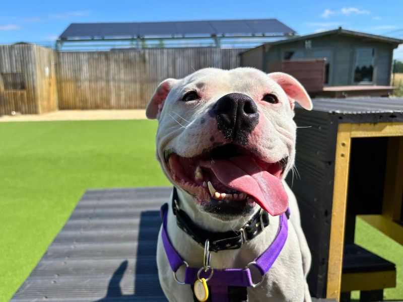 Staffordshire Bull Terrier for adoption in Newton Tony, Wiltshire – 3 years old - Image 3 of 3