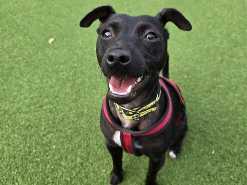 Jack Russell Terrier for adoption in Telford, Shropshire – 1 year old - Image 3 of 3