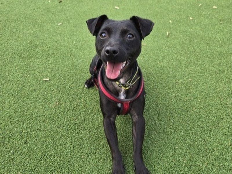 Jack Russell Terrier for adoption in Telford, Shropshire – 1 year old