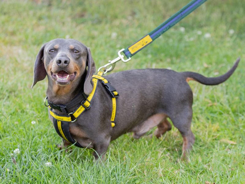 Frank for sale in Wymeswold, Leicestershire