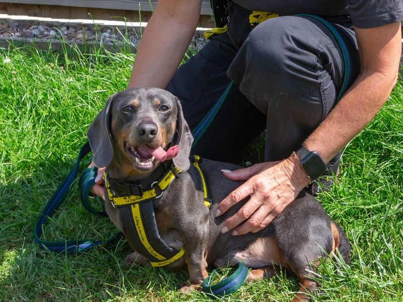 Dachshund for adoption in Wymeswold, Leicestershire – 6 years old - Image 2 of 2