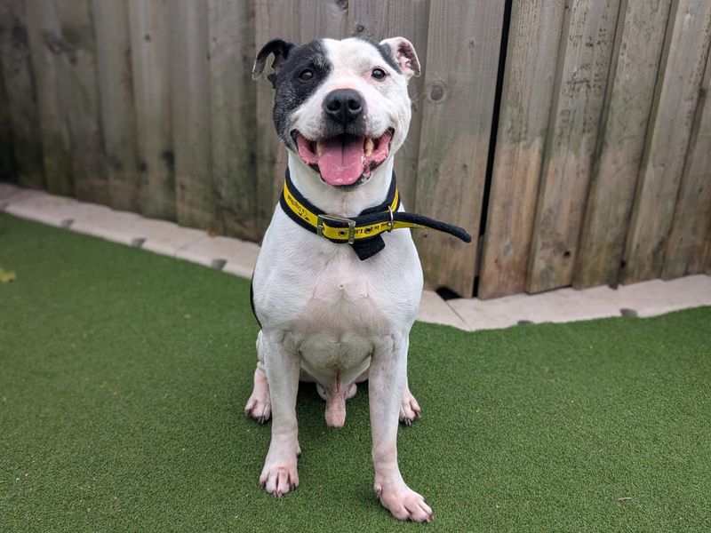 Staffordshire Bull Terrier for adoption in Cardiff, Glamorgan – 7 years old - Image 2 of 5