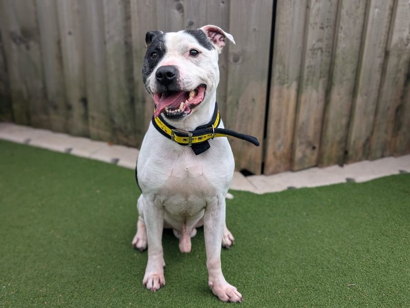 Staffordshire Bull Terrier for adoption in Cardiff, Glamorgan – 7 years old - Image 3 of 5
